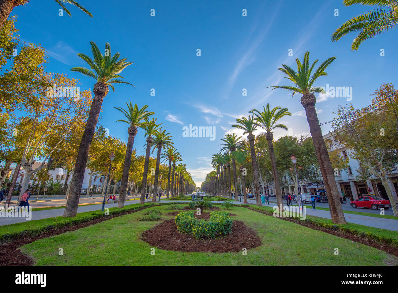 Panorama of Palm trees in Park ( Parc ). Main attraction and beautiful green garden in the center of the city Fez , Fes, Morocco Stock Photo