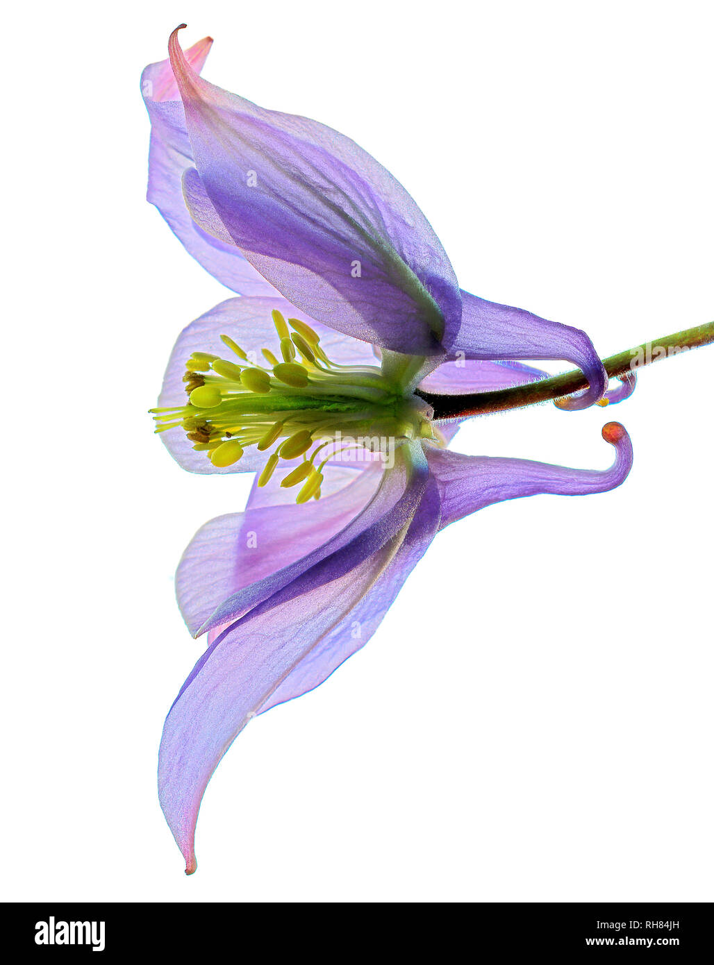 Aquilegia or Granny's Bonnet cut-out showing petal structure and stamens with white background Stock Photo