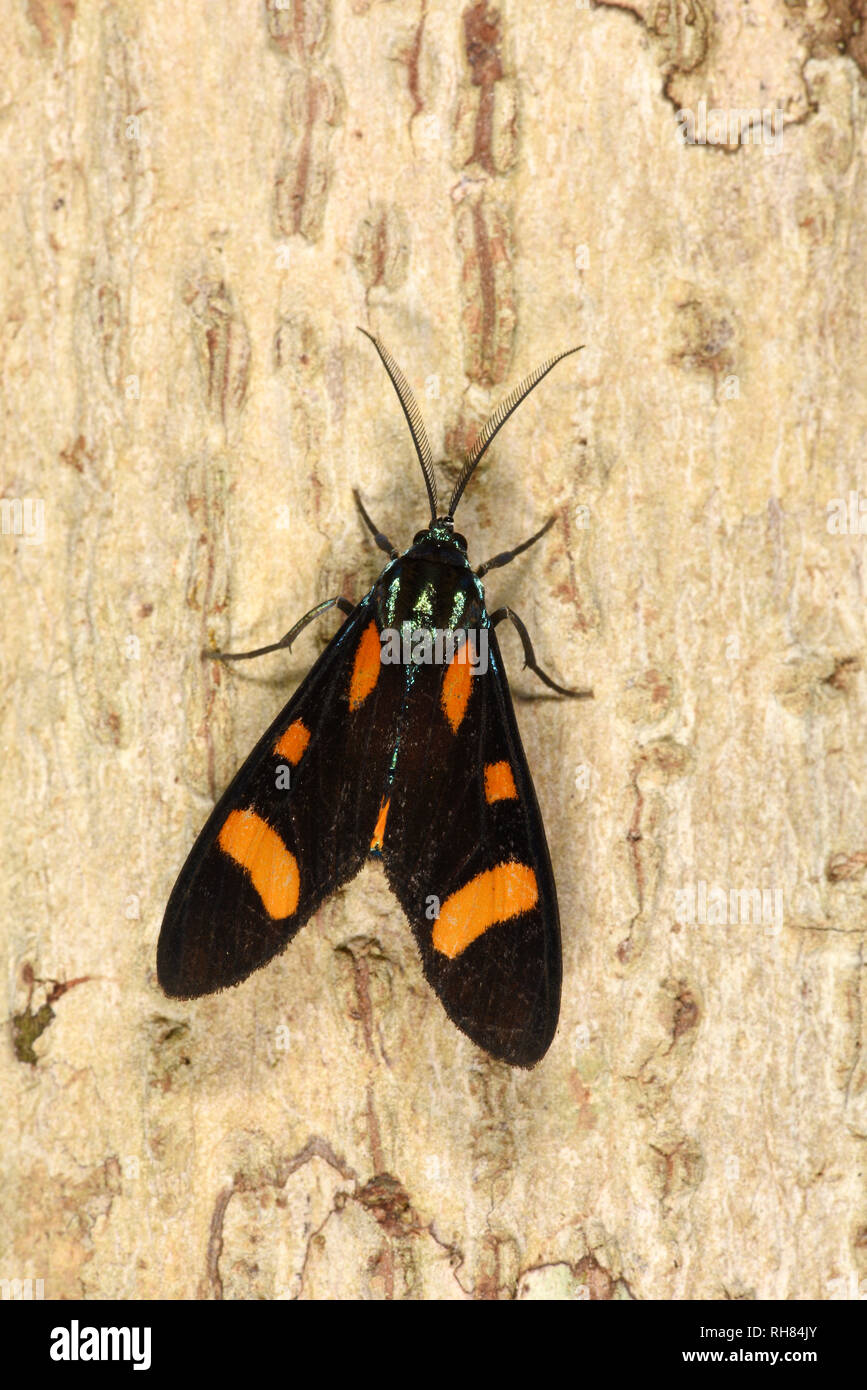 Costa Rica Moth (Cyanopelpa species) adult at rest on tree trunk, wasp mimic, Turrialba, Costa Rica, October Stock Photo