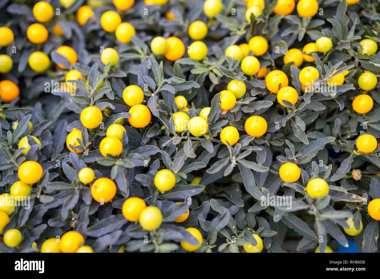 miniature tangerines grow on the branches of a green Bush Stock Photo
