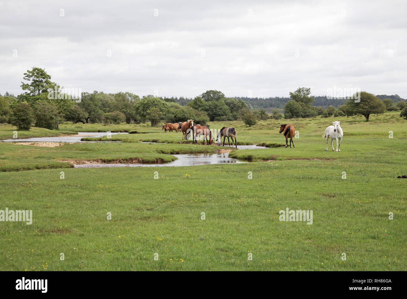 Ponies beside Latchmore Brook Latchmore Shade New Forest National Park Hampshire England UK Stock Photo