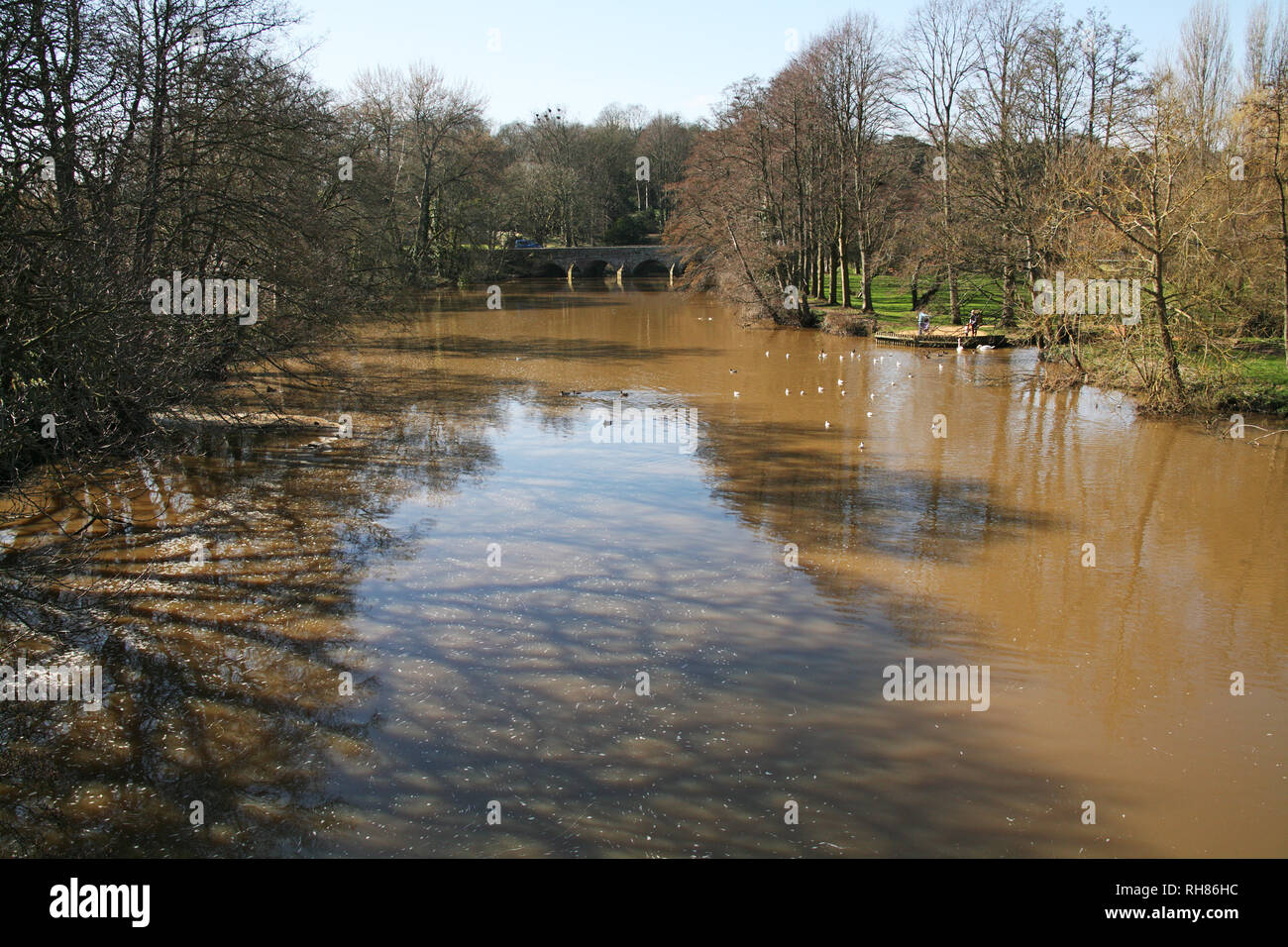 Silt-laden water rushing over a weir on the River Stour Blandford Dorset  England UK Stock Photo - Alamy