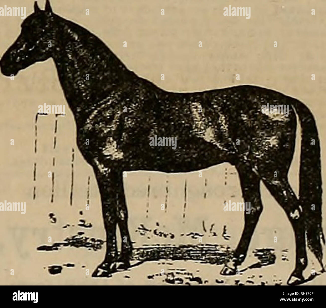 Hambletonian 10 hi-res stock photography and images - Alamy