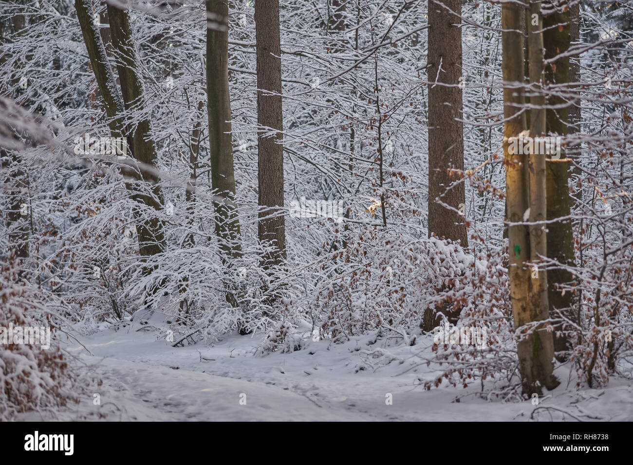 Northern European forest in winter after snawfall Stock Photo