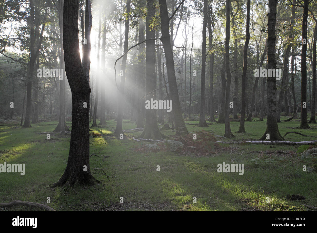Light rays in mixed deciduous woodland with Oak Quercus robur Beech Fagus sylvatica and Silver birch Betula pendula in Denny Wood New Forest National  Stock Photo