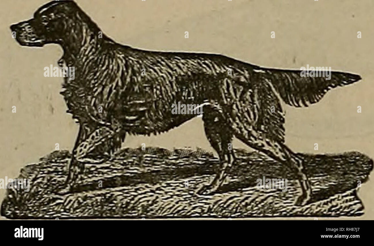 . Breeder and sportsman. Horses. DOG MEDICINES. Mange rnr***- 50Â«* Distemper (ur?. l-OO ttlooil Purifier, &quot;jOc. Vermifuge, - *jOc. (anker Wash, 50c. Eye l.n'ion, - â¢ JÂ«- Diarrhoea I tire, 50c. Cure for Fits, - Tonic. - - ' 50c. Eiuiment. Kennel and Stable Soap, bestdogsoap kmw Â« These remedies are sold by druggists u. n sportsmen's go &gt;ds. ALL DOG DISEASES TR I  H. CLAY GLOVER, D. V. S Veterinarian to the Westminster Kennel i â , New iersey Kennel Club, Rhode Island lieuinl CLuh, Hartford Kennel Club, Hemstead Farm om pany, etc. 220C,3 1^93 Krondivav. Waw Vol-It *S/. Bernards At S Stock Photo