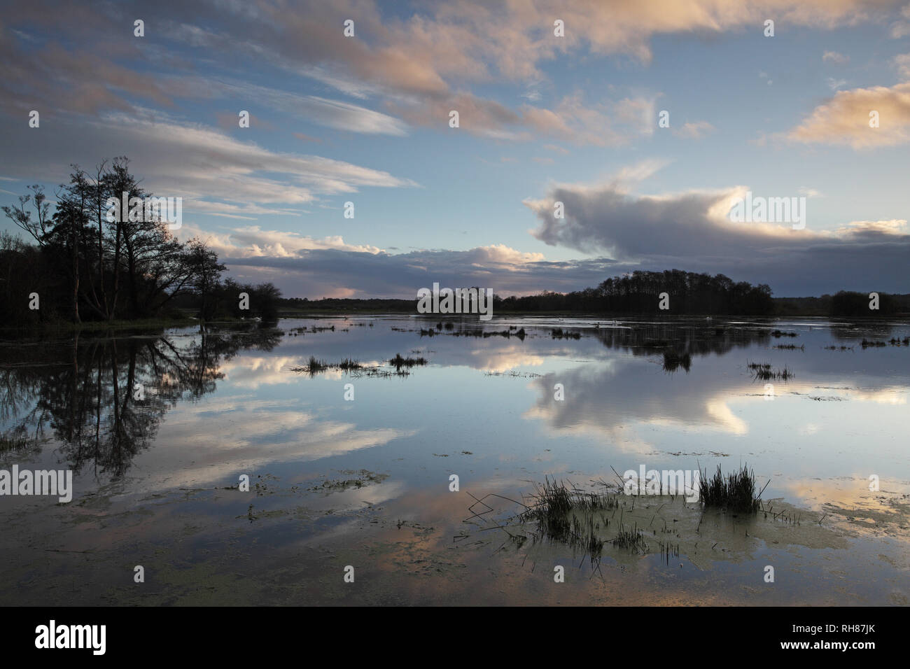 River Avon in flood Raymond Brown Pocket Park Nature Reserve at sunset Ringwood Hampshire England UK Stock Photo