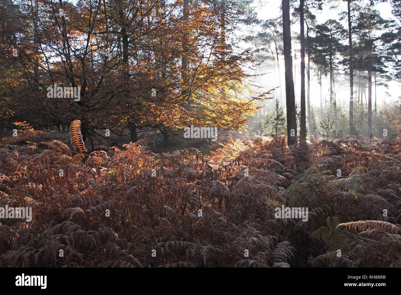 Beech woodland Knightwood Inclosure New Forest National Park Hampshire