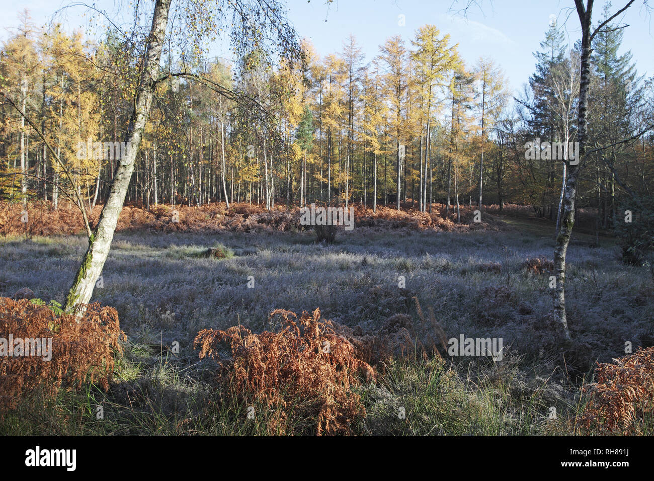 European larch Larix decidua and Silver birch Betula pendula by boggy ground Knightwood Inclosure New Forest National Park Hampshire England UK Stock Photo