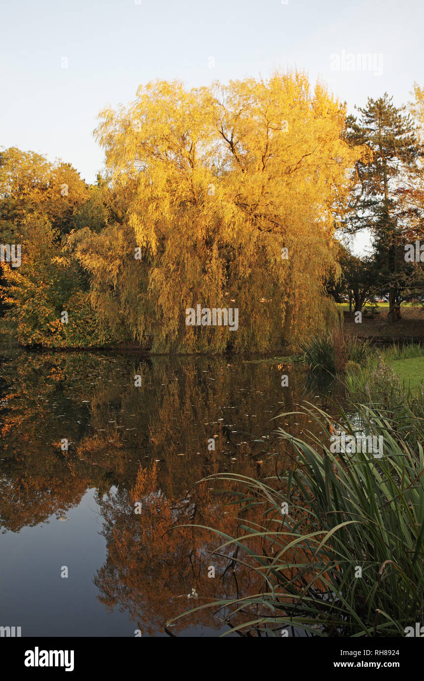 Weeping willow and reflections Hayes Conference Centre Swanwick Derbyshire  England UK Stock Photo - Alamy