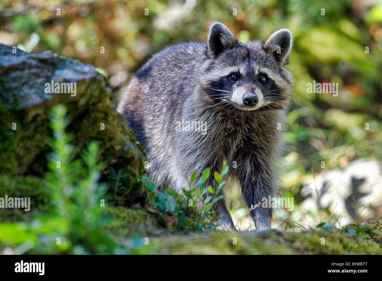 Raccoon - Procyon lotor Stock Photo