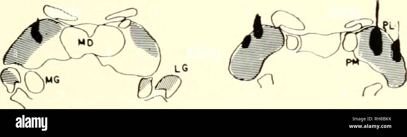 . Brain mechanisms and learning, a symposium. Psychophysiology; Learning, Psychology of. Fig. I Reconstruction of lesions of monkey No. 3 who had ablations of both the parastriatc cortex and the posterior n. pulvinaris inedialis. Solid black, area of destruction; hatching, surrounding degenerated zone; R, right; L, left; PM, n. pulvinaris niedialis; PL, n. pulvinaris lateralis; MD, n. niedialis dorsalis; LG, lateral geniculate body; MG, medial geniculate body. eliminate all subcortical projection fibres in four animals. Third, in another four monkeys, the temporal cortex was cross-hatched to e Stock Photo
