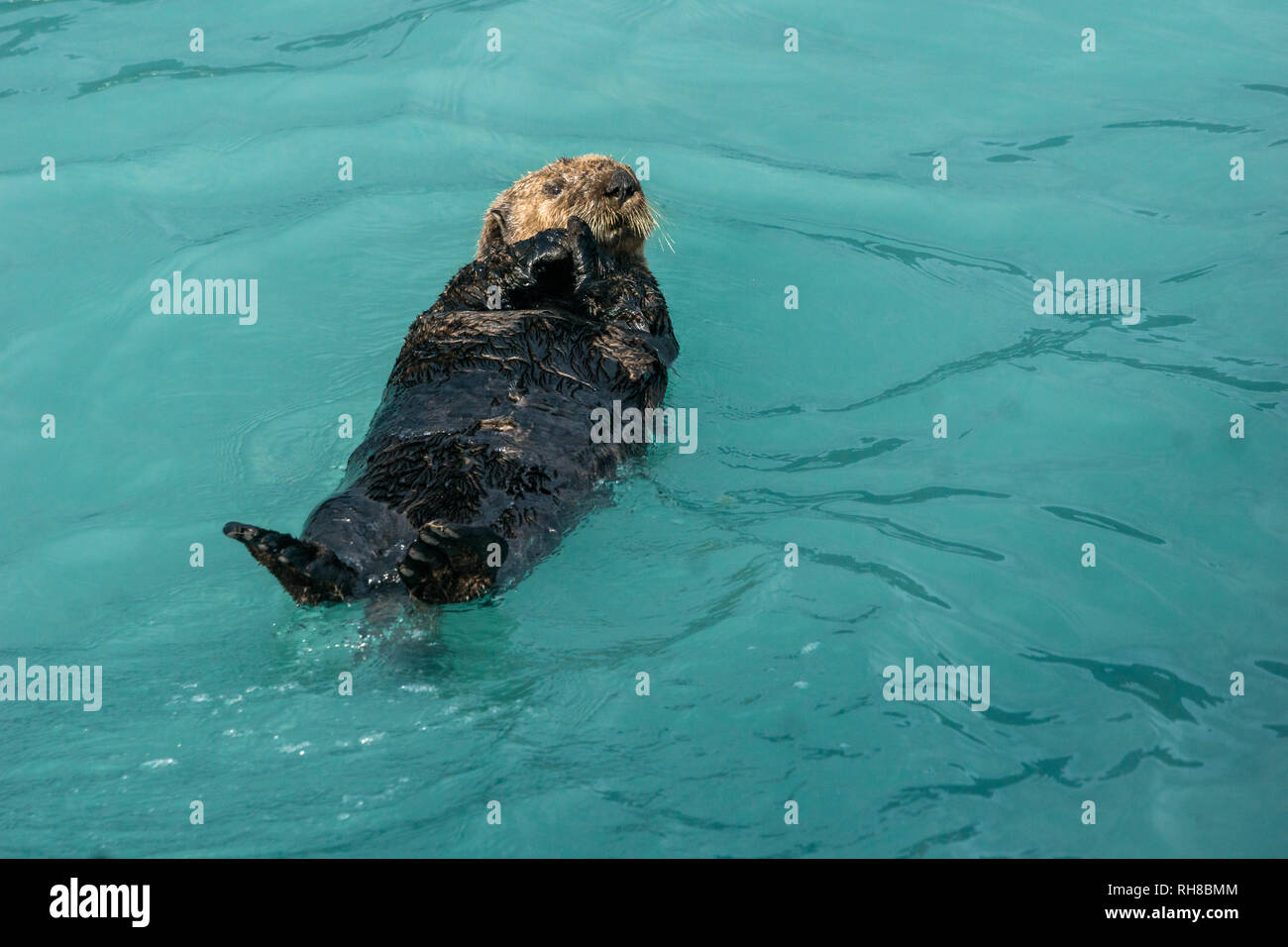 a floating sea otter in Kenai Fjords on a boatrip near Seward, Alaska. Stock Photo