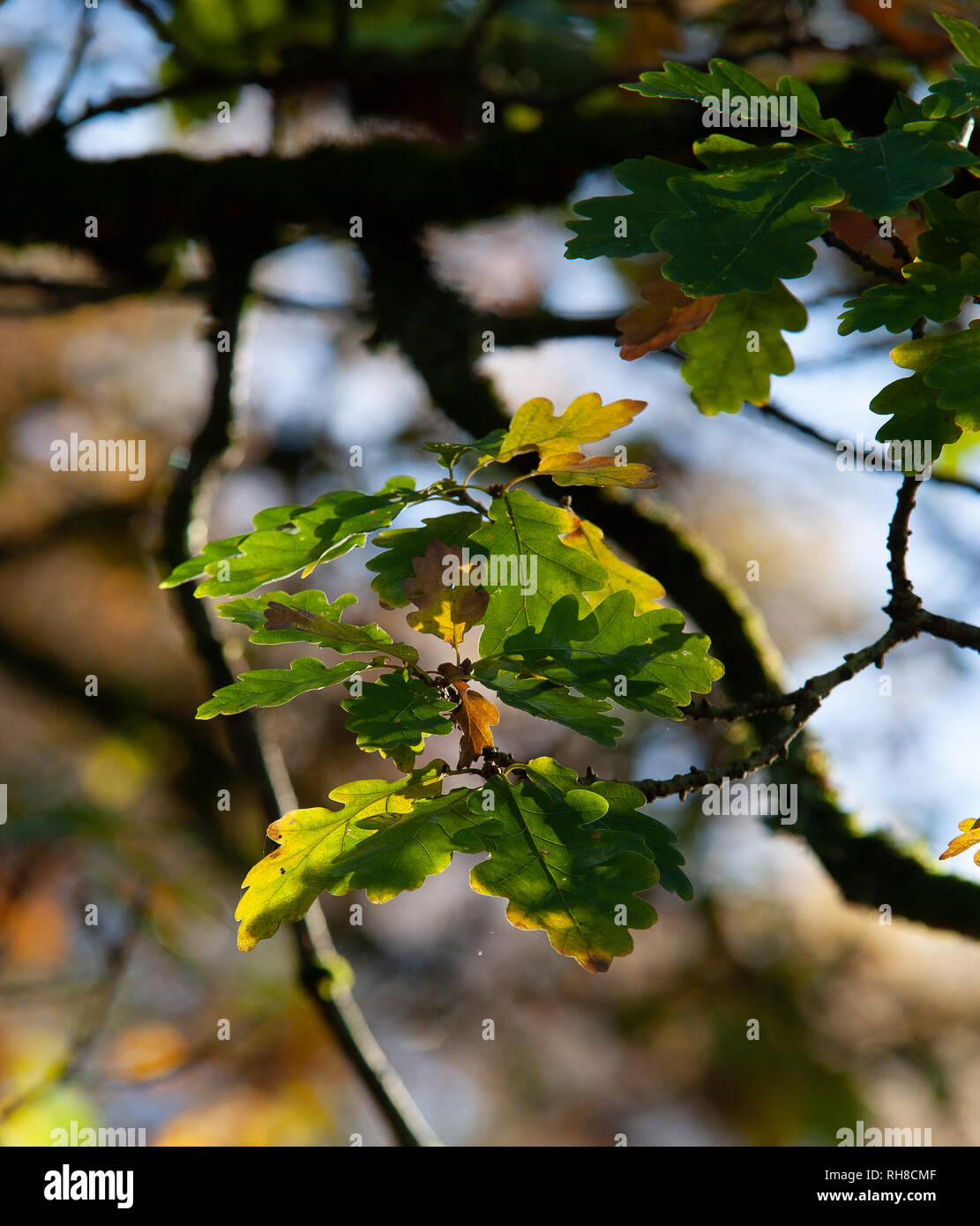 Oak branch leaves silhouette hi-res stock photography and images - Alamy