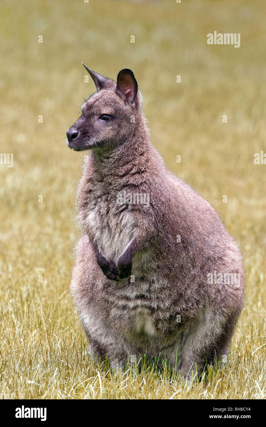 Red-necked wallaby - Macropus rufogriseus Stock Photo