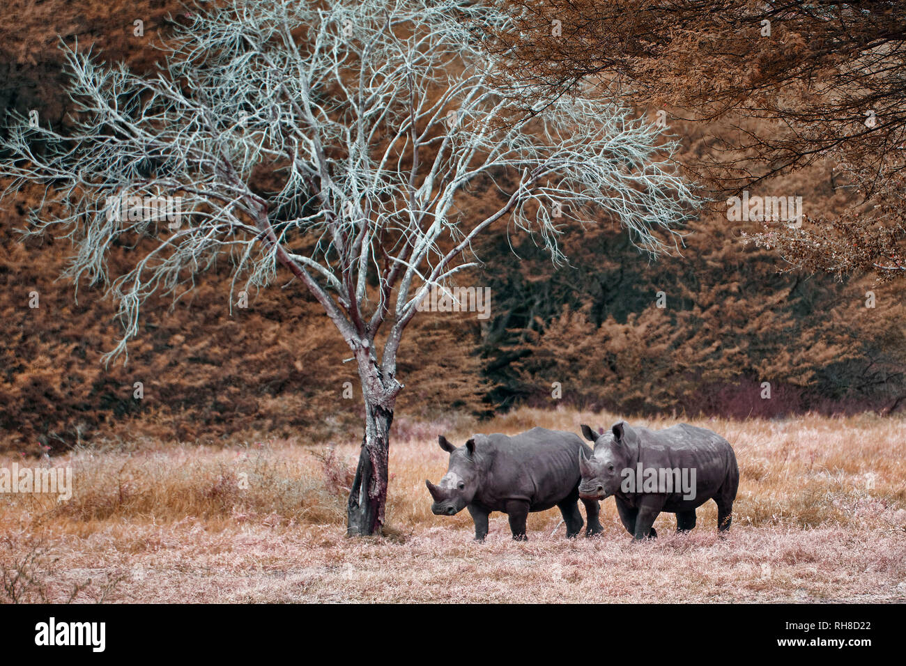 Southern white rhinoceros / Southern square-lipped rhinoceros - Ceratotherium simum simum Stock Photo