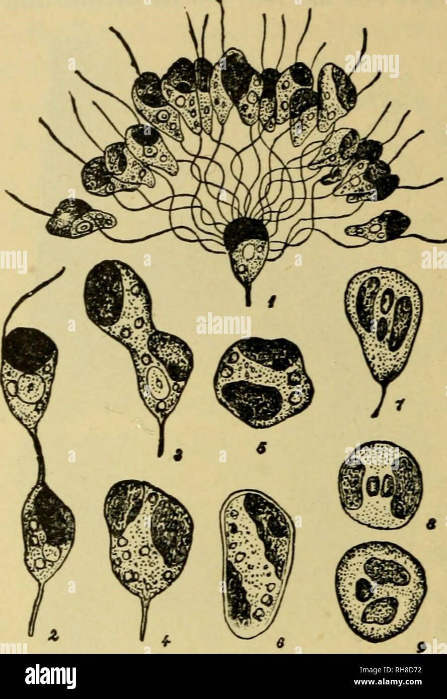. Botany of the living plant. Botany; Plants. Fig. 284. A, Pleurocladia lacustris. Uni- locular sporangium with its contents divided up into zoospores, a = eye-spot. chr = chromatophore. (After Klebahn.) B= Chorda filum, zoospores. (After Reinke.) (From Oltmanns' Algae.) Fig. 285. Ectocarpus siliculosus. i, female gamete sur- rounded by a number of male gametes. 2-5, stages in the fusion of gametes. 6, zygote after 24 hours. 7-9, fusion of the nuclei as seen in fixed and stained material. (1-5 after Berthold; 6-9 after Oltmanns.) (From Strasburger.) In the simplest of the Phaeophyceae, the Ect Stock Photo