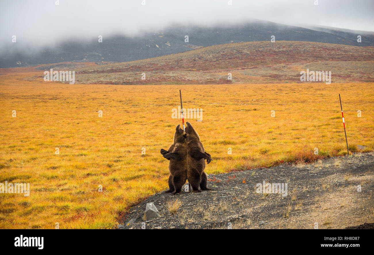 An absolutely unforgettable moment during my 409 day trip through the Americas. When i woke up in my rooftop tent these two huge grizzlys were feeding Stock Photo