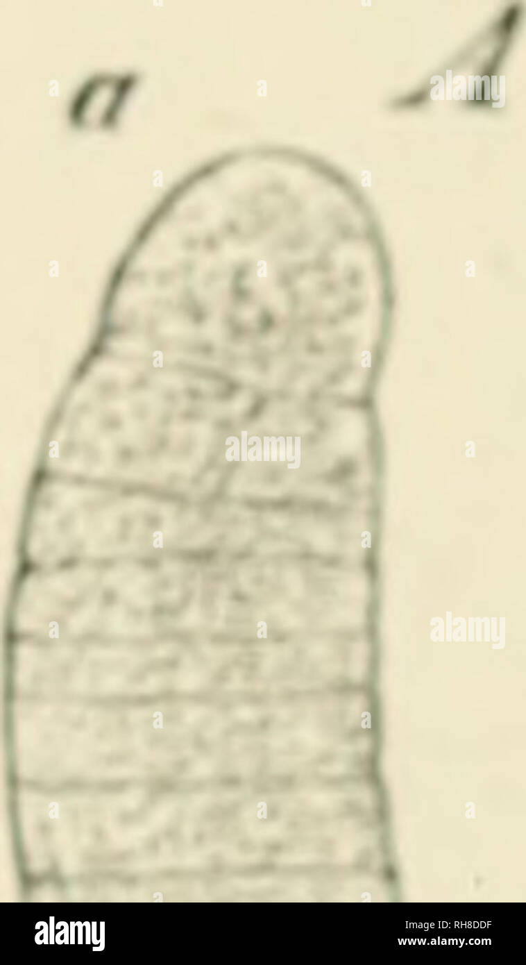 . Botany of the living plant. Botany. l-7i.VV- m Fig. 390. A, Oscillatoria prhiceps : a terminal portion of a filament; b, portions from the middle of a filament, properly fixed and stained ; /, cells in division. ( k ioSo;. B, Oscillatoria Froclichii. ( x 540). S. Nostoc or Rivularia. Some of these fission-Algae take part in the formation of Lichens : thus Collema has Nostoc as its Algal constituent. Others, such as Anabaena, lead an endophytic life, contributing probably to an irregular nutrition, as in the roots of Cycads. In the establishment of the new Flora of the sterilised Island of Kr Stock Photo