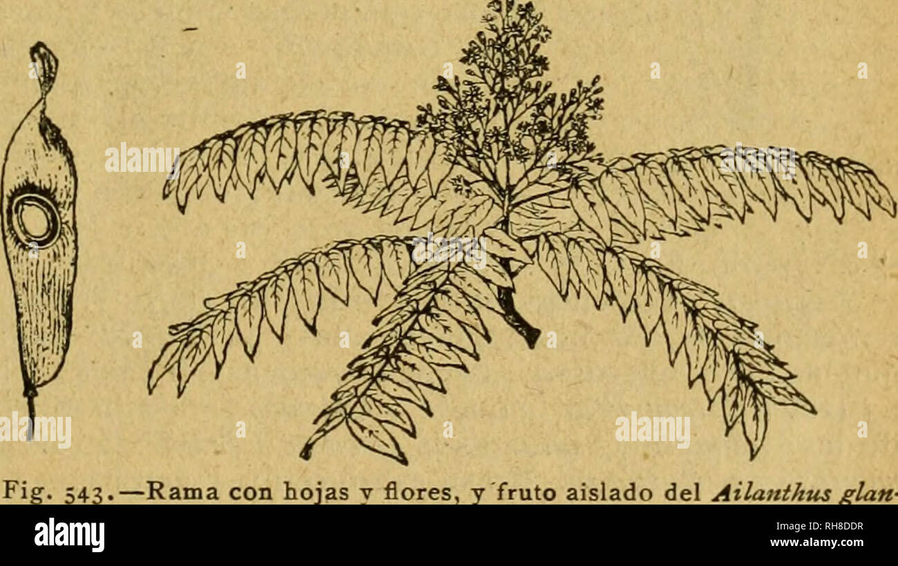 . Botánica descriptiva. Compendio de la flora española. Estudio de las plantas que viven espontáneamente en España y de las más frecuentemente cultivadas que tienen aplicaciones en medicina, agricultura, industria y horticultura. Plants. AILANTHüS 401 y por ella la planta es algo fosforescente en la obscuridad durante la an- tesis. 5.033. D. Hispanicus Wed¿>.—j^. Difiere por su tallo más delgado y con hojas hasta la inflorescencia; segmentos de las hojas ovales estrechos, fina- mente dentados; racimo apretado y pétalos obtusos. Fl. mayo-julio. R. orien- tal y sudoriental, GEN. PTELEA L. (De Stock Photo
