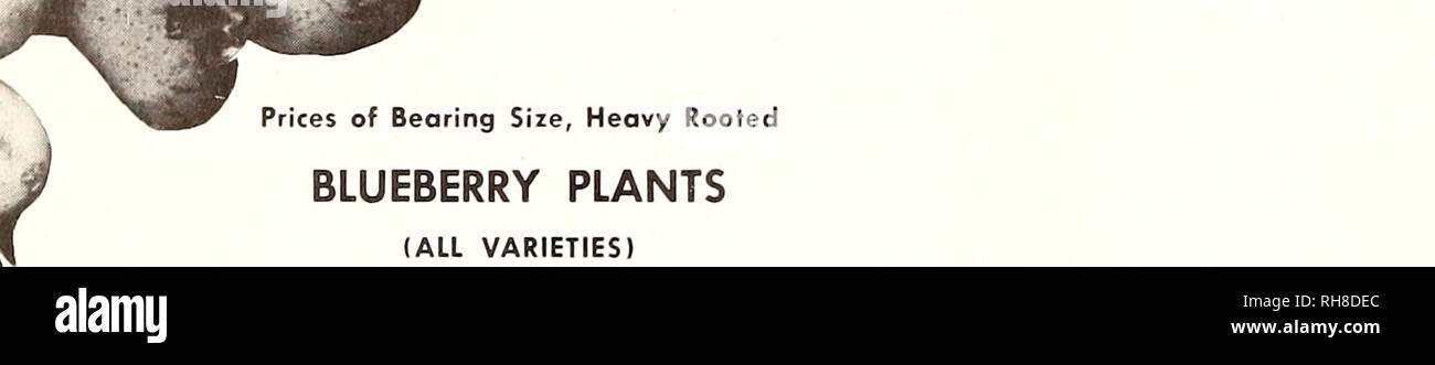 . Bountiful Ridge Nurseries : 1973 - 1974 retail and commercial growers price list. Nurseries (Horticulture) Catalogs; Fruit Catalogs; Fruit trees Catalogs; Trees Catalogs; Flowers Catalogs. BLUE THE ARISTOCRAT OF A Treat to the Nation — They Can Be Grown Plant This Large Size, Fine Flavored, Makes The Plant. Prices of Bearing Size, Heavy Rooted BLUEBERRY PLANTS (ALL VARIETIES) Prices Listed Are Per Plant 2-3'. 3 or 4 yr. 1 8-24&quot; 3 or more branches. Each $3.50 3.00 2 or 3 yr. 12-18&quot; 2 or more branches 2.50 2 yr. 9-12&quot; 2 or more branches 1.90 3-9 each $3.30 2.85 2.30 1.75 10-29 e Stock Photo