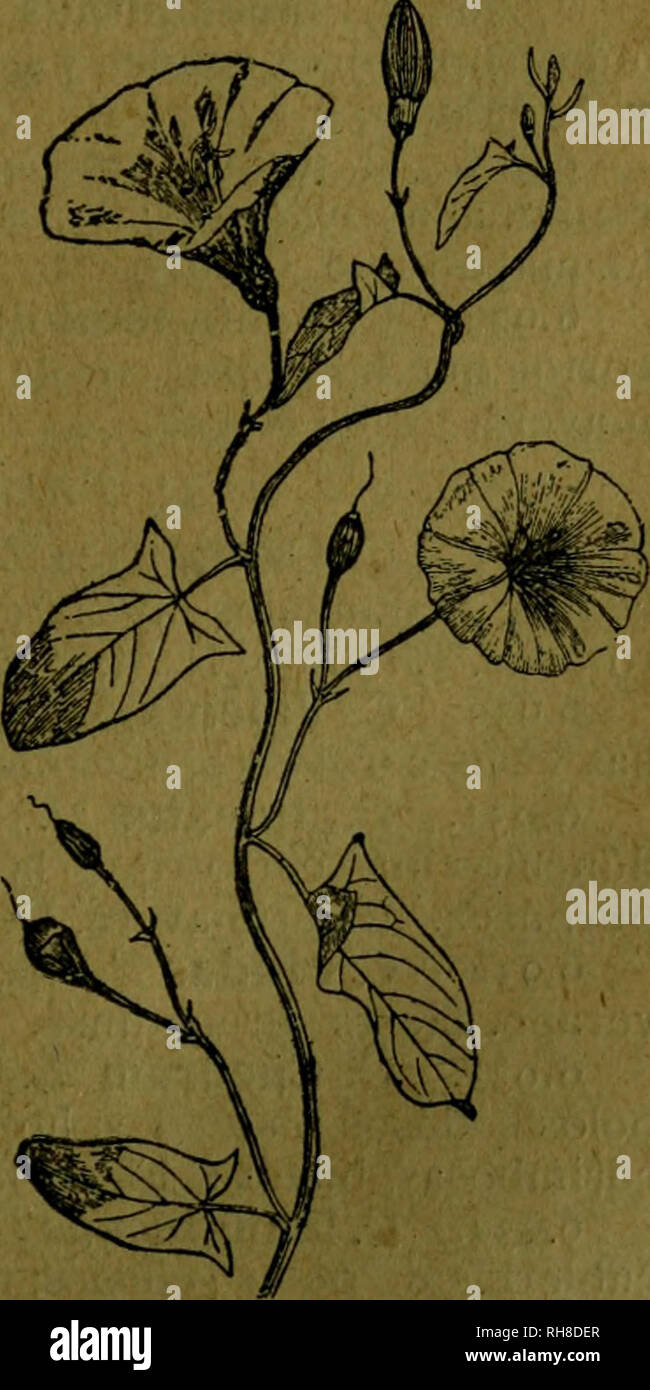 . Botánica descriptiva. Compendio de la flora española. Estudio de las plantas que viven espontáneamente en España y de las más frecuentemente cultivadas que tienen aplicaciones en medicina, agricultura, industria y horticultura. Plants. . Please note that these images are extracted from scanned page images that may have been digitally enhanced for readability - coloration and appearance of these illustrations may not perfectly resemble the original work.. Lázaro é Ibiza, Blas, 1858-1921. Madrid, Imprenta Clásica Expañola Stock Photo