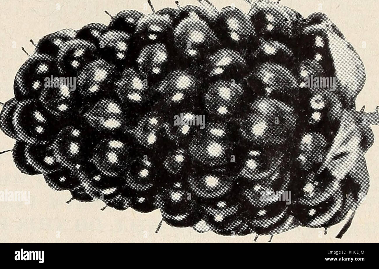 . Bountiful Ridge Nurseries our complete catalog and planting guide