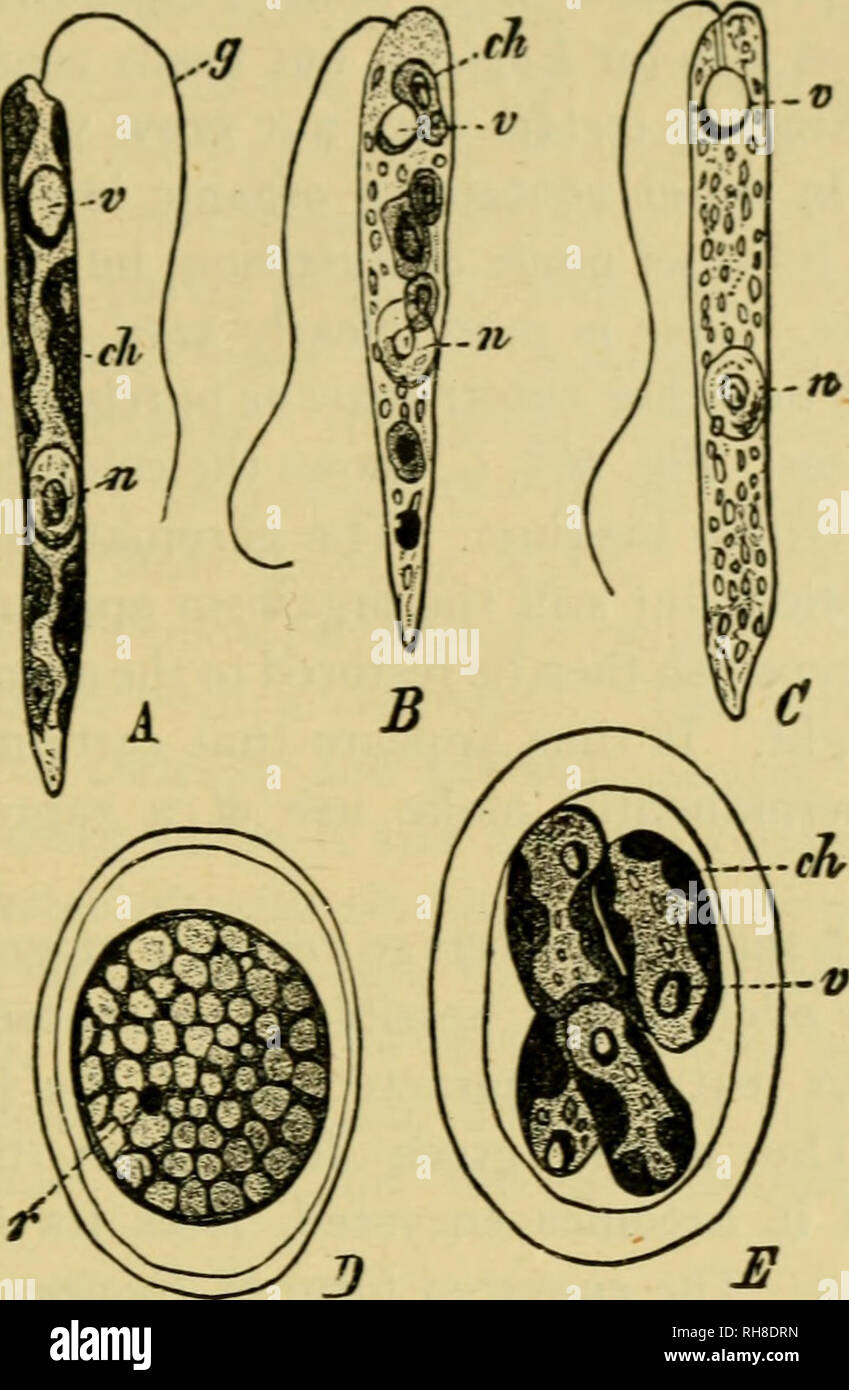 Botany Of The Living Plant Botany Plants Thallophyta 357 Fig 266 When Starved For A Lengthened Period An Encysted Form Is Assumed The Chromatophores Diminish In Size And Colour Fig 265