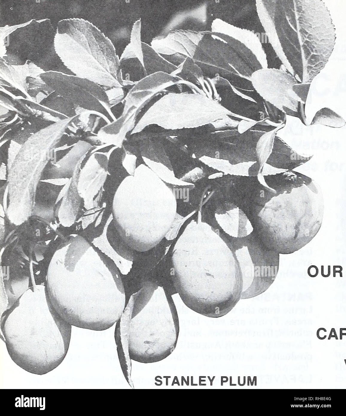. Bountiful Ridge Nurseries : 1975 - 1976 retail and commercial growers price list. Nurseries (Horticulture) Catalogs; Fruit Catalogs; Fruit trees Catalogs; Trees Catalogs; Flowers Catalogs. STANLEY PLUM PLUMS OUR PLUM VARIETY LISTINGS HAVE BEEN CAREFULLY SELECTED TO SUPPLY A VARIETY FOR EVERY SECTION AND PURPOSE PRICES FOR ALL PLUM AND APRICOT VARIETIES For Larger Quantities, See Commercial Growers Price List in Center Fold 3-9 10-49 Each each each 5-6', &quot;/i6&quot; up $6.70 $6.15 $5.15 4-5', 9/i6-&quot;/i6&quot; 6.45 5.80 4.85 3-4', 7/16-9/16&quot; 6.15 5.45 4.55 2-3', 5/16-7/1 e&quot; 5 Stock Photo