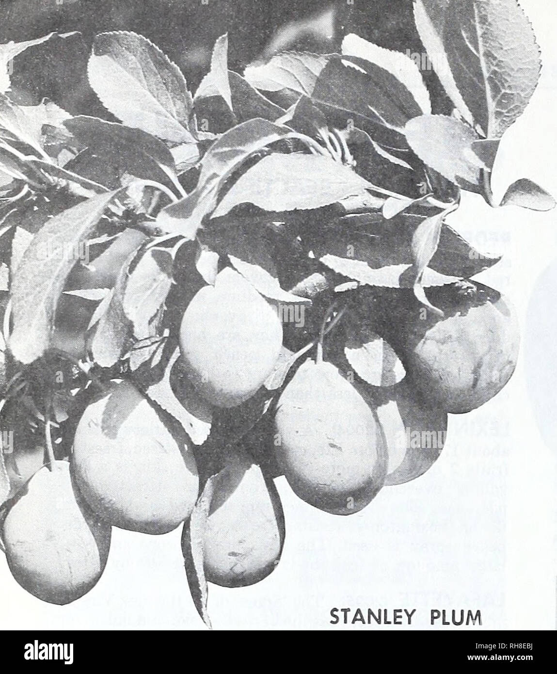 . Bountiful Ridge Nurseries : 1974 - 1975 retail and commercial growers price list. Nurseries (Horticulture) Catalogs; Fruit Catalogs; Fruit trees Catalogs; Trees Catalogs; Flowers Catalogs. STANLEY PLUM PLUMS OUR PLUM VARIETY LISTINGS HAVE BEEN CAREFULLY SELECTED TO SUPPLY A VARIETY FOR EVERY SECTION AND PURPOSE ALWAYS ORDER BY CATALOG NUMBER AND VARIETY NAME PRICES FOR ALL PLUM AND APRICOT VARIETIES For Larger Quantities, See Commercial Growers Price List in Center Fold 3-9 10-49 Each each each 5-6', &quot;A6&quot; up $6.50 $5.95 $4.95 4-5', Vb-n/W 6.25 5.60 4.65 3-4', Vh-Vk&quot; 5.95 5.25 Stock Photo