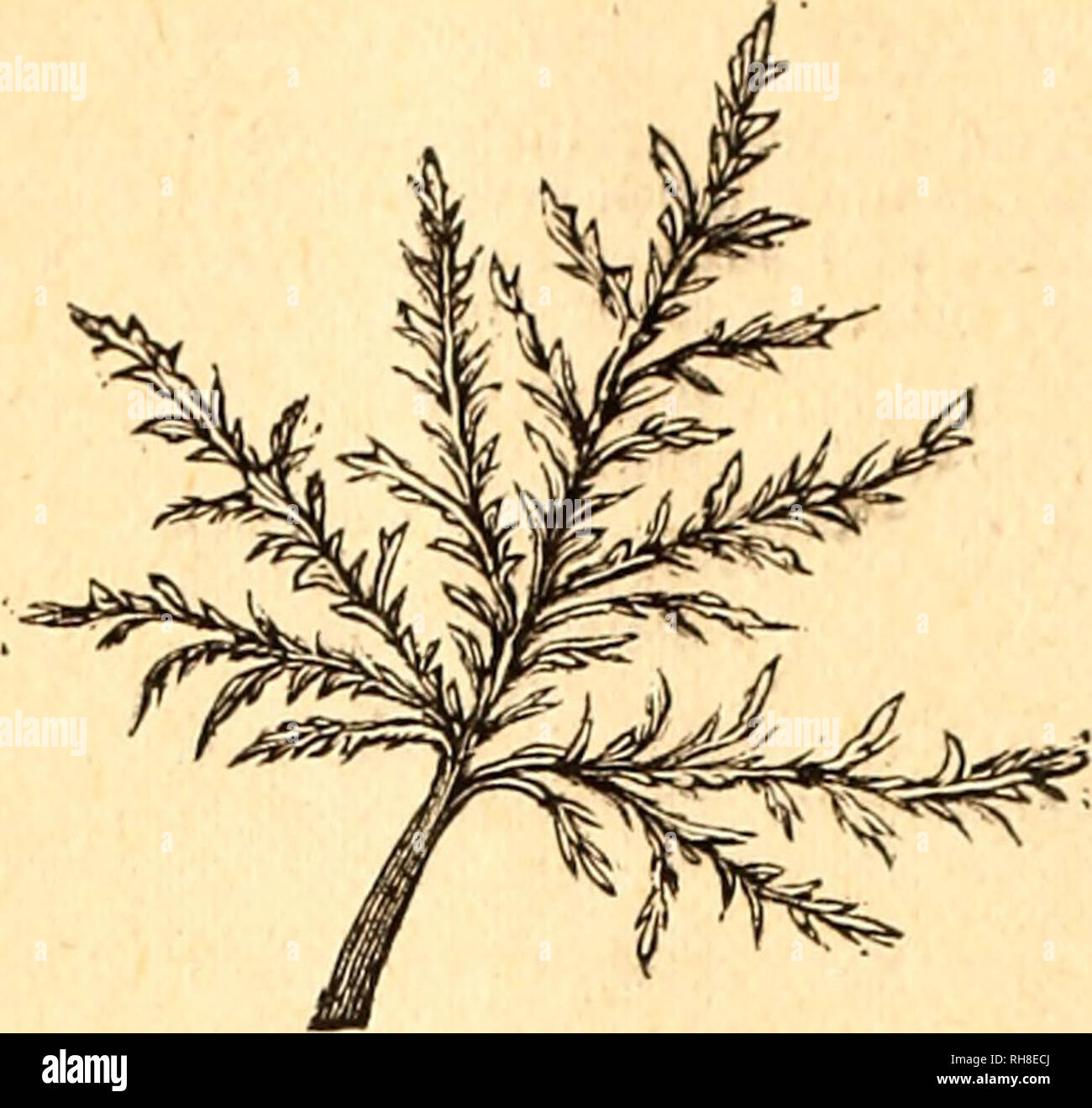 . Bouquets, wreaths and floral decorations to order plant catalogue