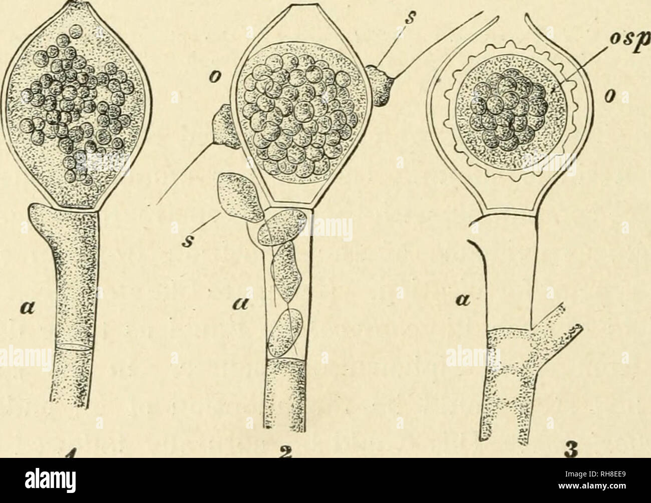 . Botany of the living plant. Botany. Fig. 357- |] Fertilisation of the Peronosporeae. i. Peronospora parasitica, young multi- '; nucleate oogonium (og), and antheridium (aw). 2. Albugo Candida. Oogonium with I' the central, uni-nucleate egg {os), and the fertiUsing tube (a) of the antheridium which I ^ introduces the male nucleus. 3. The same. The fertilised egg (0) surrounded bj^ periplasm (/&gt;). (After Wager. x666.) (From Strasburger.) I : f such an antheridium as is seen in Vaucheria into the polhnodium of the  Peronosporeae, is a comparatively sHght one: the latter does not liberate. i Stock Photo