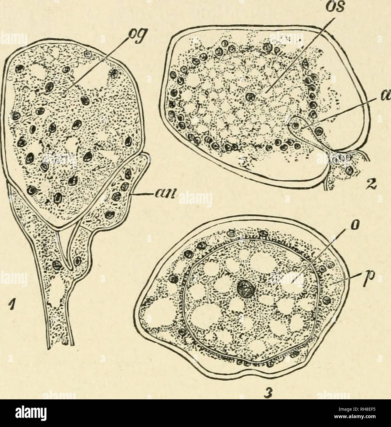 . Botany of the living plant. Botany. 422 BOTANY OF THE LIVING PLANT through the air. But it shows its real nature on germination by pro- ducing zoospores which are Hberated in water. The modification of. Fig. 357- |] Fertilisation of the Peronosporeae. i. Peronospora parasitica, young multi- '; nucleate oogonium (og), and antheridium (aw). 2. Albugo Candida. Oogonium with I' the central, uni-nucleate egg {os), and the fertiUsing tube (a) of the antheridium which I ^ introduces the male nucleus. 3. The same. The fertilised egg (0) surrounded bj^ periplasm (/&gt;). (After Wager. x666.) (From St Stock Photo
