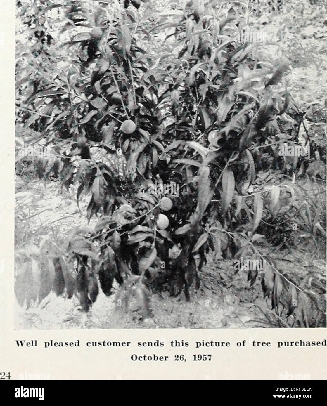 When To Spray Fruit Trees In The Spring - How To Treat Fruit Trees Organically When To Spray For Disease / Dormant oils should be used early in the spring, before the leaf buds begin to open.