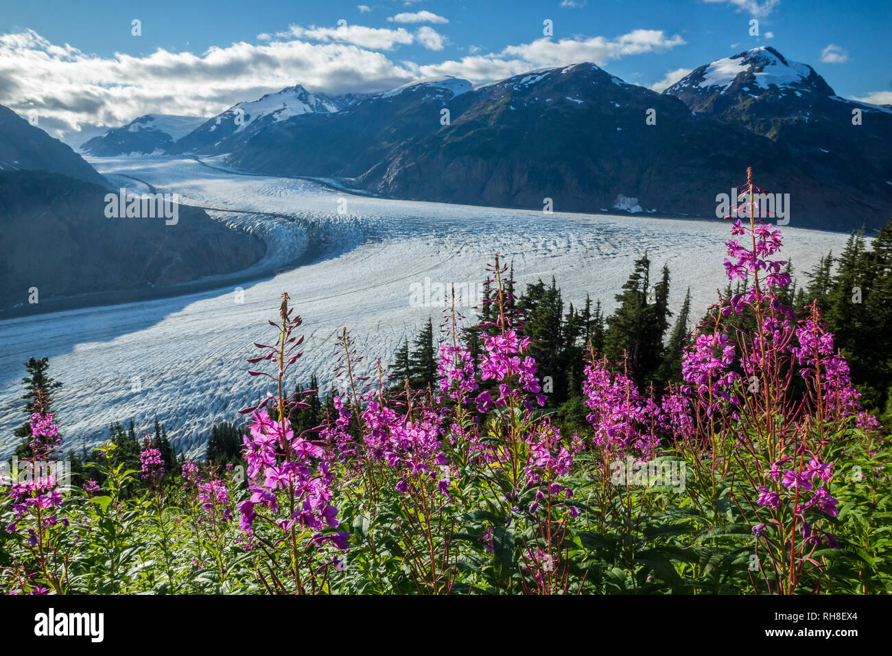 Salmon Glacier near Hyder with wonderful fireweed Stock Photo