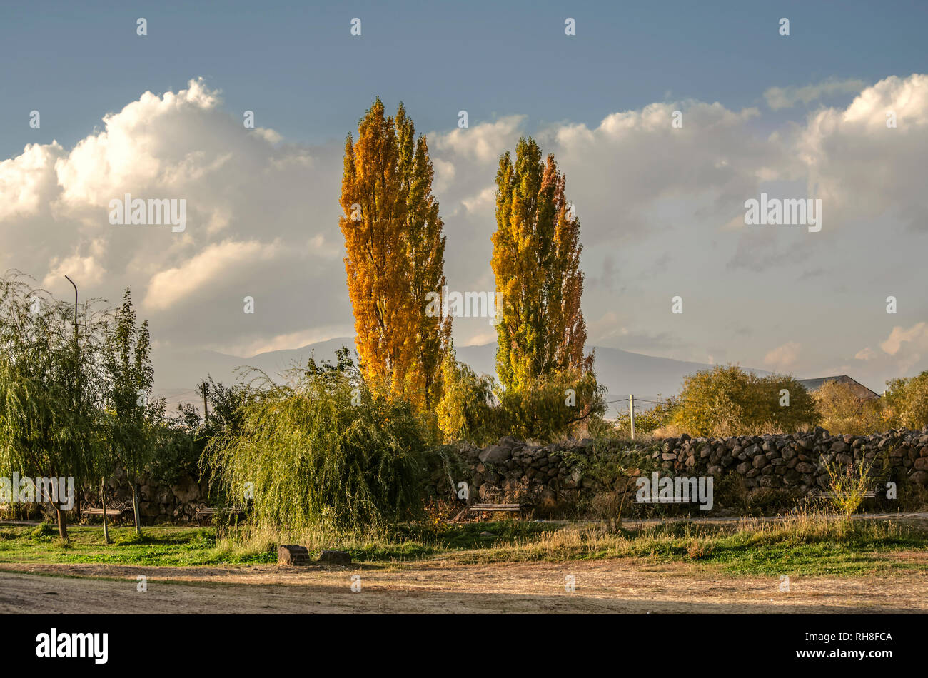 Tall high poplar trees hi-res stock photography and images - Alamy
