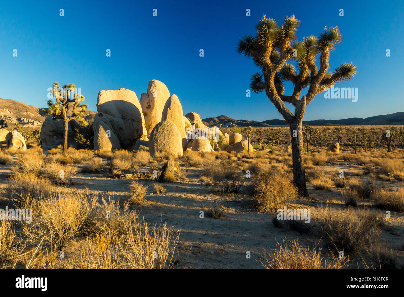 Josua palmlilie hi-res stock photography and images - Alamy