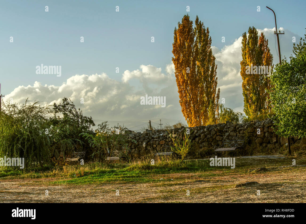 Tall high poplar trees hi-res stock photography and images - Alamy