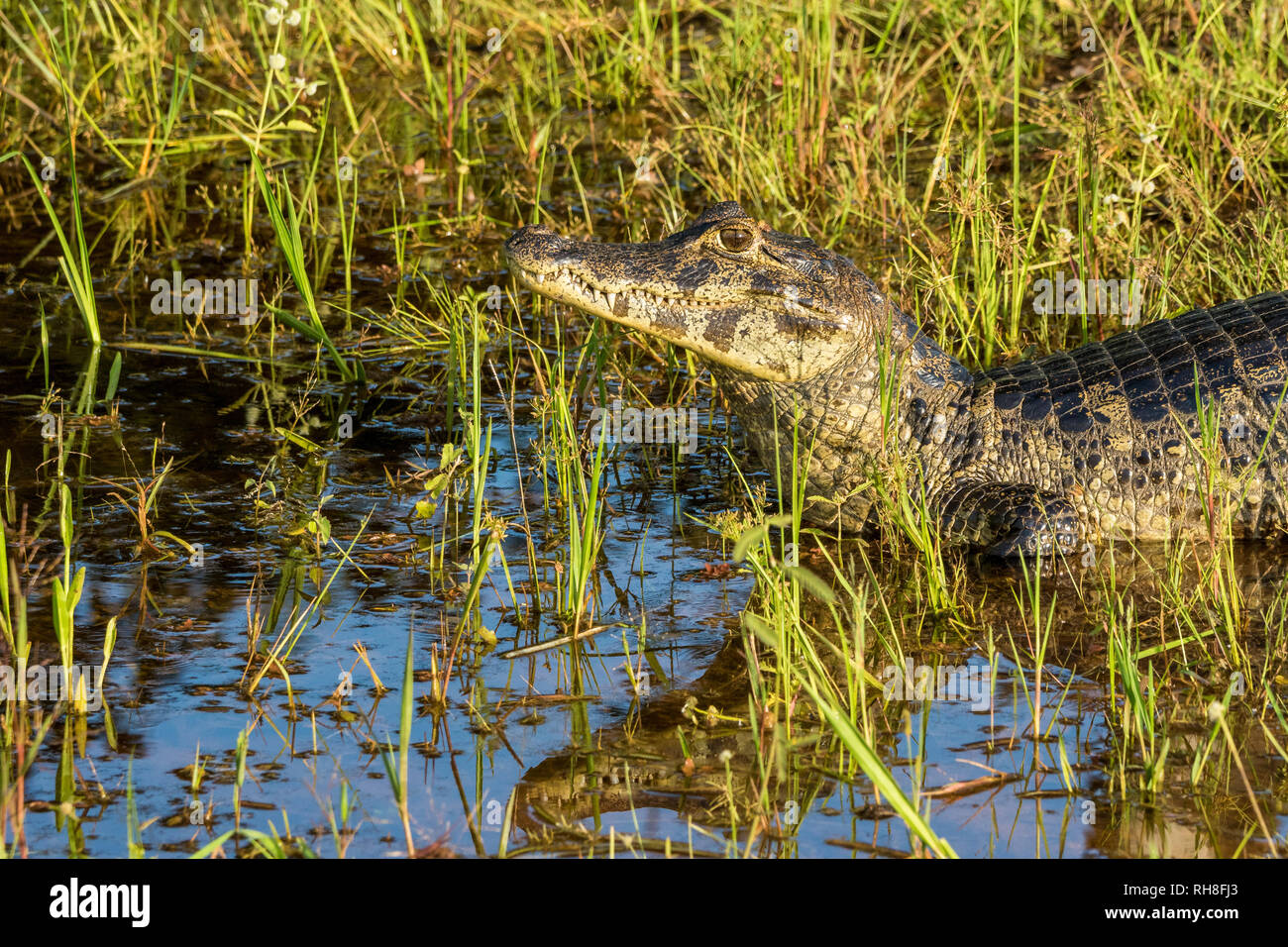 a young caiman in the brazilian wetlands of the Pantanal Stock Photo