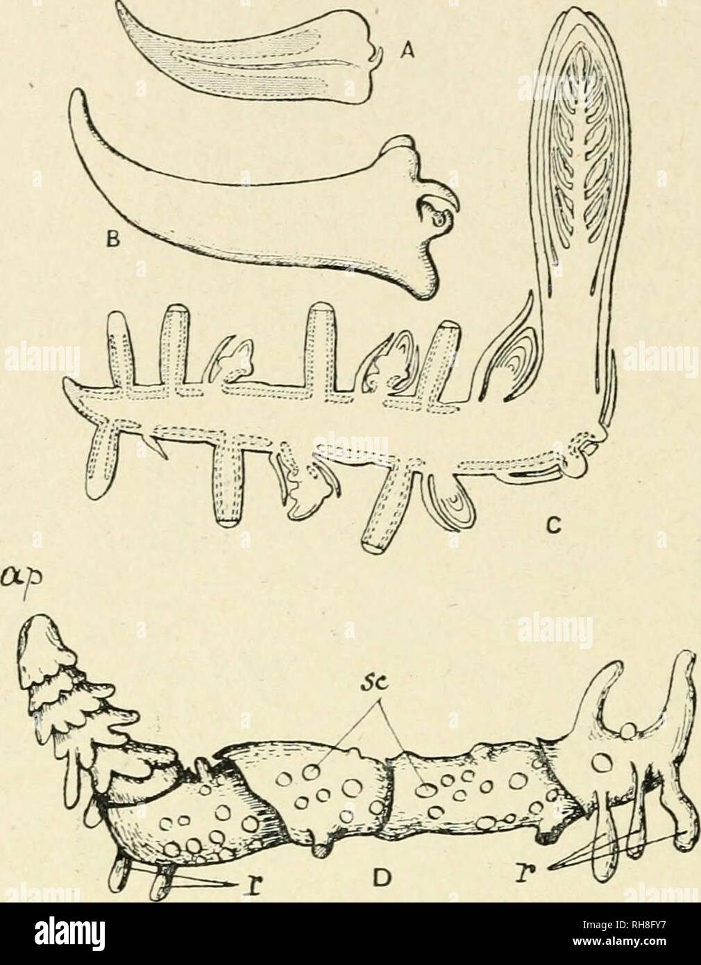 Fungal hyphae root hi-res stock photography and images - Alamy