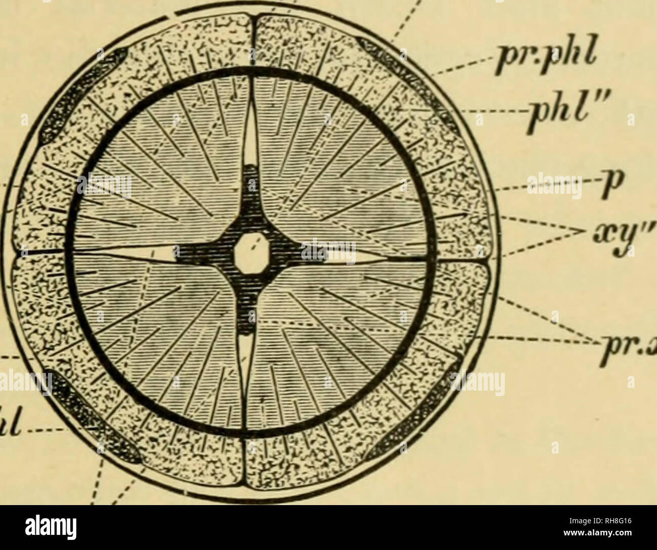 Botany Of The Living Plant Botany Plants Phl Quot V Pr Pld Pp Phl Pr Xy P Mr Pr Xg Fig 67 Diagram A Shows Arrangement Of Tissues In A Young Root Of A Dicotyledon Before Cambial