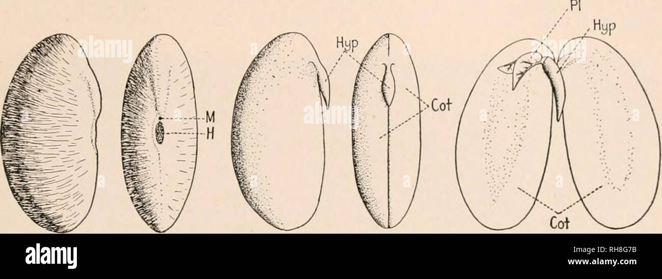 Botany Principles And Problems Botany Reproduction 199 The Cndosixm Iii Aiul To Iransinit It To The J Gt Rowinji Portions Of The Embryo The Ripe Seed Is Thus A Structure In Which The Partially
