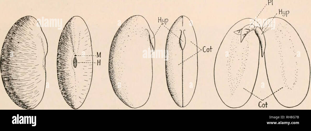 Botany Principles And Problems Botany Reproduction 199 The Cndosixm Iii Aiul To Iransinit It To The J Gt Rowinji Portions Of The Embryo The Ripe Seed Is Thus A Structure In Which The Partially Botany Principles And Problems Botany Reproduction 199 The Cndosixm Iii Aiul To Iransinit It To The J Gt Rowinji Portions Of The Embryo The Ripe Seed Is Thus A Structure In Which The Partially