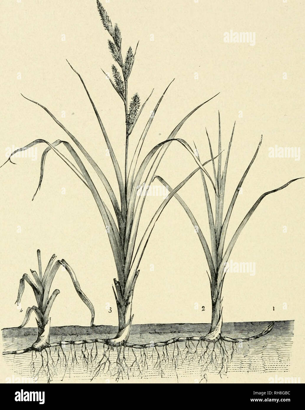 . Botany of the living plant. Botany. ,74 BOTANY OF THE LIVING PLANT ...