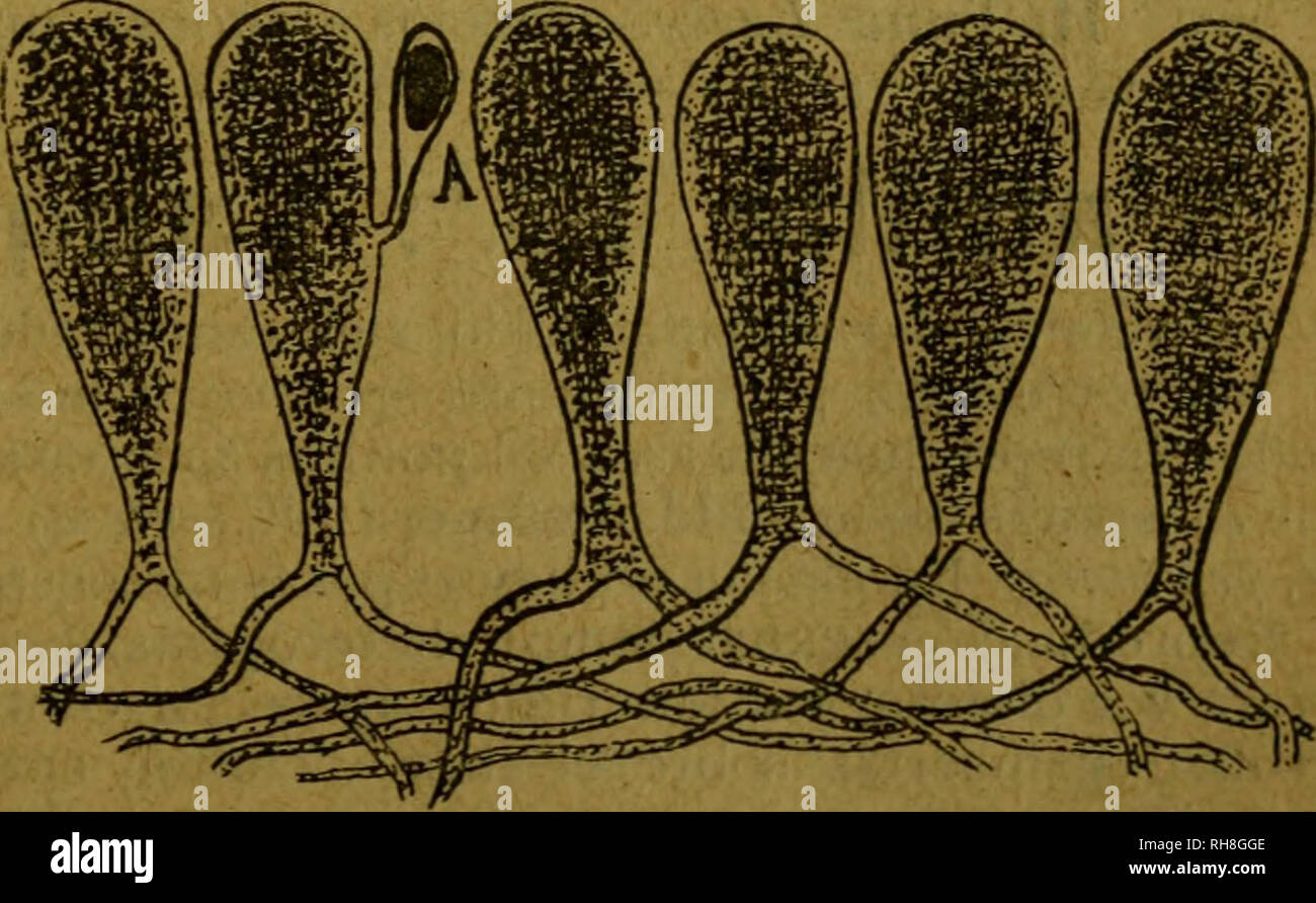 . Botánica descriptiva. Compendio de la flora española. Estudio de las plantas que viven espontáneamente en España y de las más frecuentemente cultivadas que tienen aplicaciones en medicina, agricultura, industria y horticultura. Plants. CODIÜM diámetro, que vive formando grupos y constituyendo un estrato arracimado que puede alcanzar bastante extensión; superficie harinosa. Fosos, charcos y estanques desecados. Centro, E. y O. GEN. VALONIA GIN. —Fronde irregularmente tnbulosa o vejigosa, más o menos ramosa y constituida por una sola célula membranácea o hialina. 194. V. utricularis ^^.—Cespit Stock Photo