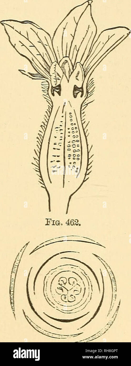 . Botany for high schools and colleges. Botany. Fig. 464. Fig. 465. Fig. 461.—Male flower, vertical section. Fig. 462.—Female flower, vertical section. Fig. 463.—Androecium. Magnified. Fig. 464.—Diagram of male flower. Fig. 465.—Diagram of female flower, American, represented in green-houses and conservatories by many species of the principal genus Begonia—e.g., B. Rex, B. Evaiisiana, B. fuchsioides, etc. Order Cucurbitaceee.—The Gourd Family. Herbs or undershrubs &quot;&quot;ith climbing or trailing stems and diclinous flowers; placentae pro. iuced to the axis of the ovary and re vol ate. Spe Stock Photo