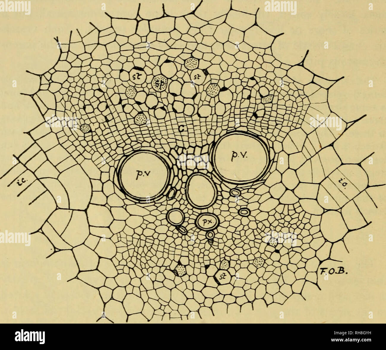 . Botany of the living plant. Botany; Plants. 48 BOTANY OF THE LIVING