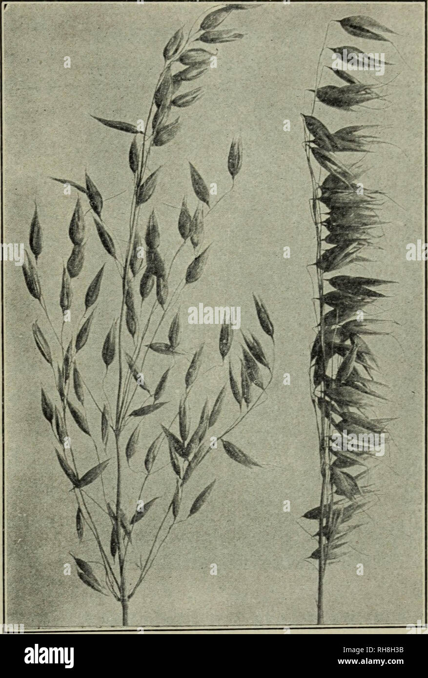 Botany for high schools. Botany. ECONOMIC OR USEFUL PLANTS 393 as lawn  grasses, for pasture and for hay. The red top is often grown for pasture,  while timothy is widely grown