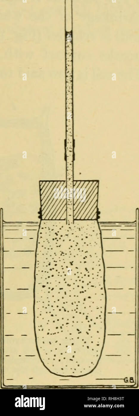 Botany Of The Living Plant Botany Plants The Living Ckll 35 Greater Osmotic Pressure Water Will Pass By Osmosis From The First Into The Second Solution The Effective Osmotic Pressure In