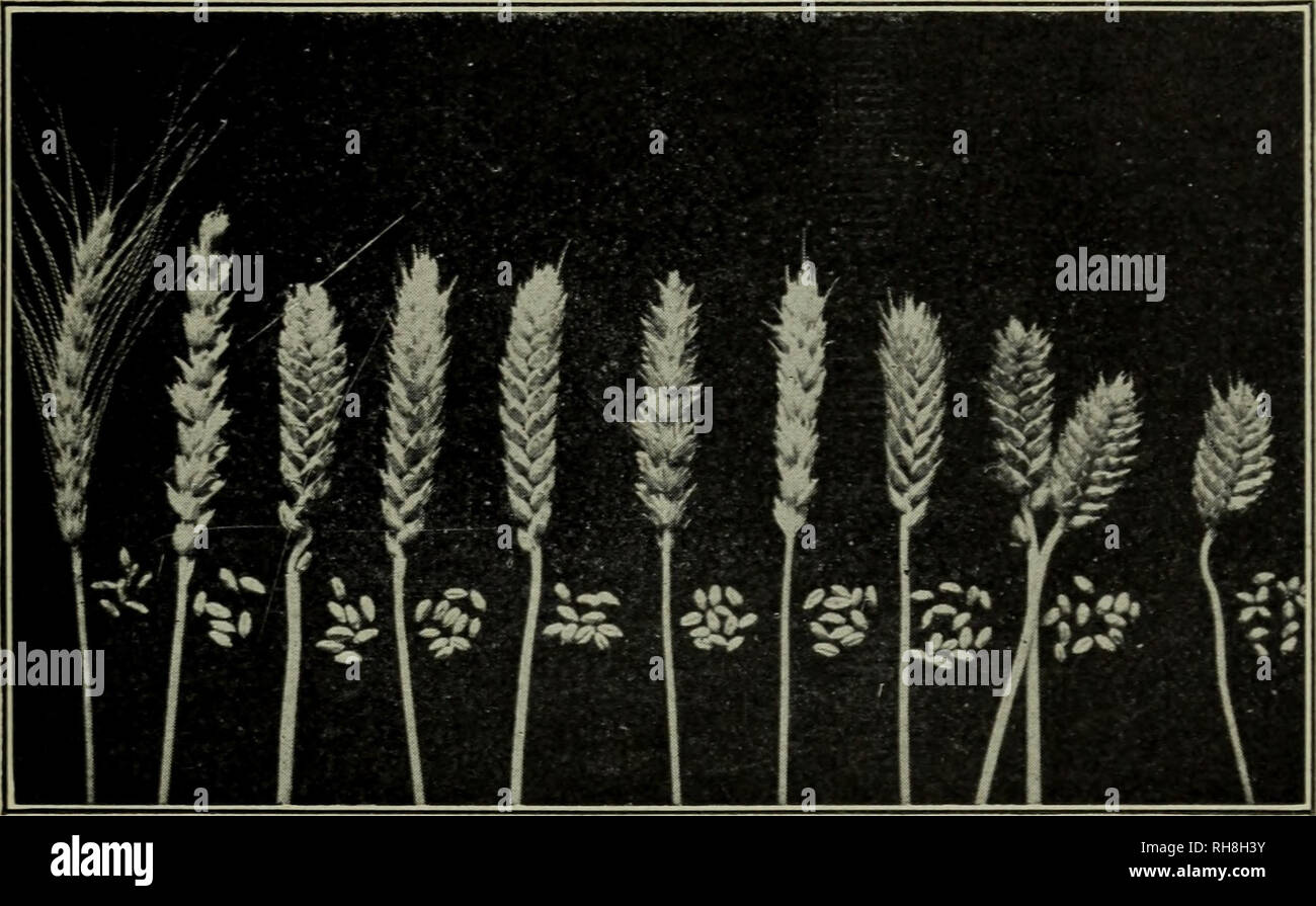 Botany for high schools. Botany. ECONOMIC OR USEFUL PLANTS 393 as lawn  grasses, for pasture and for hay. The red top is often grown for pasture,  while timothy is widely grown
